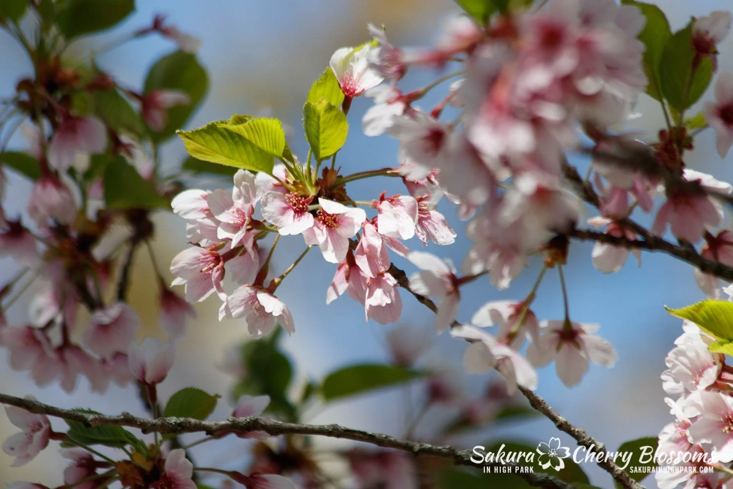 その他 MEGASPACEMOLLY100% Blooming-Sakura addc4bdb-6b52-4d9b-960b-